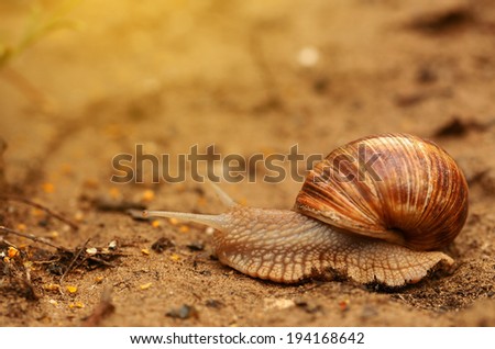 Closeup photo of a snail at sunset