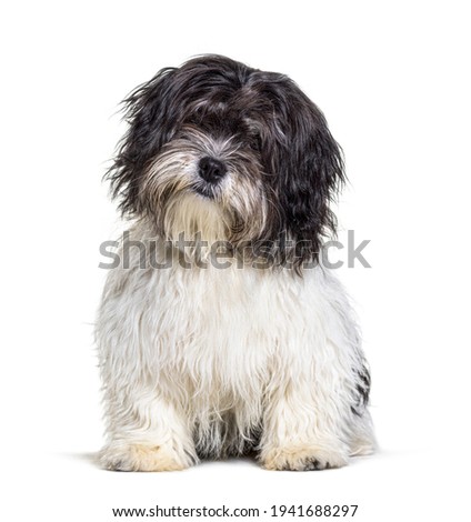 Shaggy and small Mixed breed dog, sitting