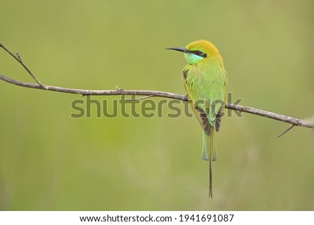 Green bee eater on Perch 