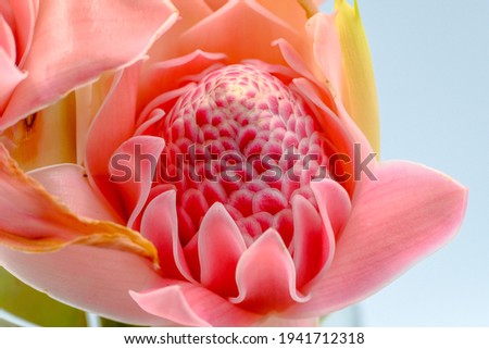 Pictures of Kantan flower or torch ginger over a white backdrop.