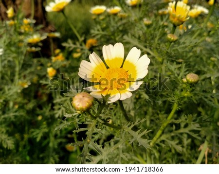 Close up of Common daisy. Euryops chrysanthemoides with selective focus on subject. Common daisy flower in flowers  
garden. Marguerite daisy flower. Euryops pectinatus with blurred background. Pink 