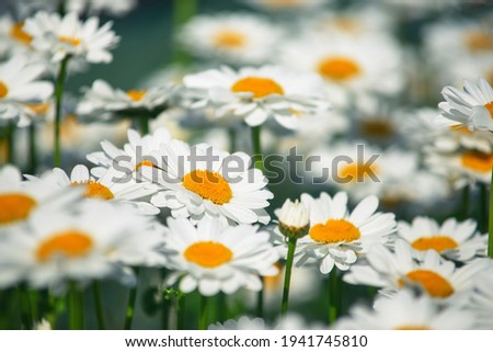 field daisies. many summer flowers in  meadow on sunny day