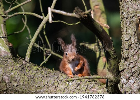 red squirrel sitting in a tree