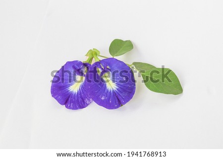 Two butterfly peas and a few leaves isolated on white background. selective focus. soft focus