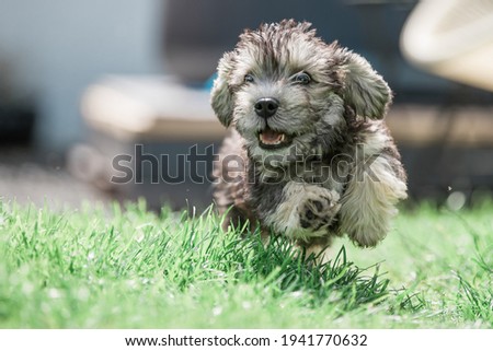 puppy playing in the garden Royalty-Free Stock Photo #1941770632
