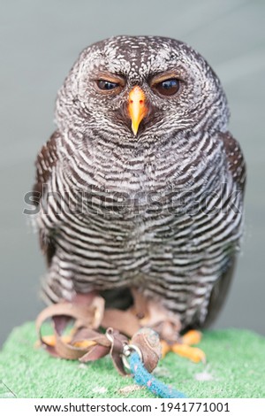 owl sitting on a perch