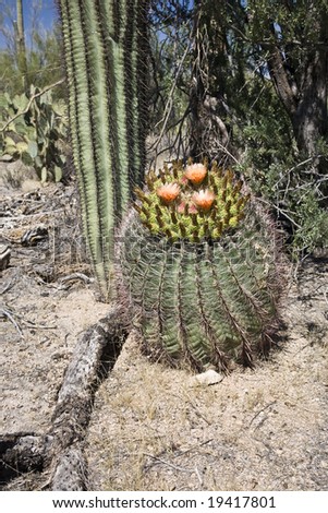 Cactus Saguaro NP Arizona USA
