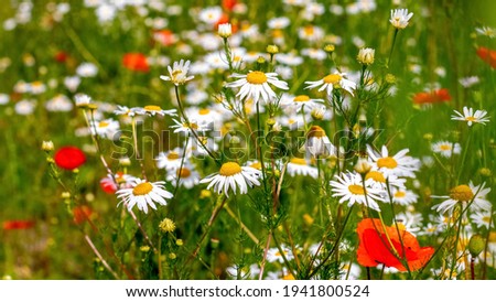 White daisies and red poppies on the meadow, floral summer background