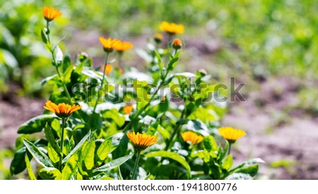 Calendula flowers in the garden, calendula flowering, calendula - a medicinal plant