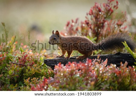 Cute Norwegian Red squirrel (Sciurus vulgaris) in fall