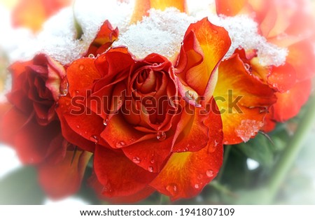 Closeup of orange rose flower with snow and water drops on it