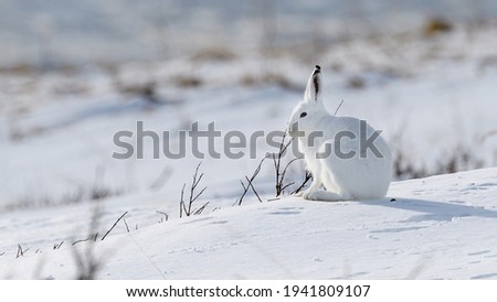 Norwegian ountain hare (Lepus timidus) in winter fur in snow Royalty-Free Stock Photo #1941809107