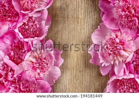 Stunning pink peonies on rustic brown wooden background. Copy space