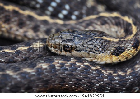 Curled up garter snake close up. Gray and yellow snake with head resting on coils Royalty-Free Stock Photo #1941829951