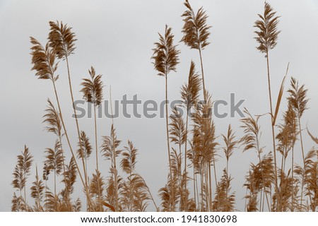 dried cane panicles on a gray background