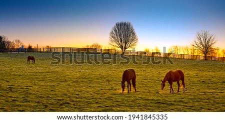 Three thoroughbred horses grazing at sunrise in a field. Royalty-Free Stock Photo #1941845335