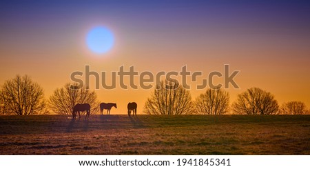 Three thoroughbred horses grazing with rising morning sun. Royalty-Free Stock Photo #1941845341
