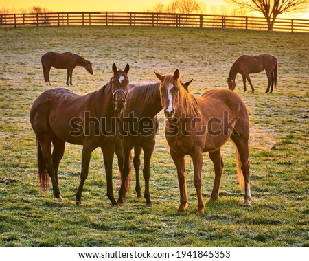 Group of thoroughbred horses looking at camera. Royalty-Free Stock Photo #1941845353