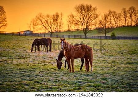 Thoroughbred horse looking at camera with warm sunrise. Royalty-Free Stock Photo #1941845359
