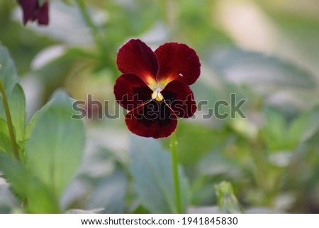 Pansy gold in bloom at its best in red colour