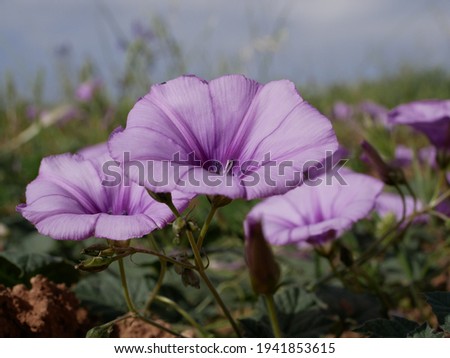 Light purple morning glory (Ipomoea pes-caprae) flowers in a meadow on a sunny spring day. Decorative climbing plant in a natural environment