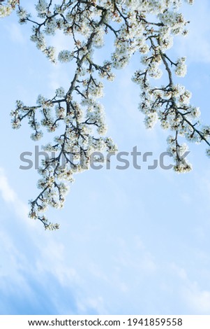 Spring photo with beautiful hawthorn branches on spring blue sky background. Floral frame of many white flowers in the corner. Concept of rebirth of nature, explosion of life