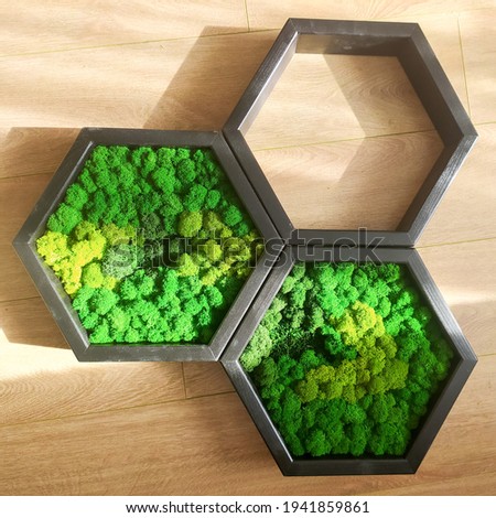 six-sided pictures of green moss in a wooden frame