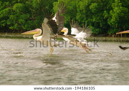 Picture of pelicans captured in Senegal 