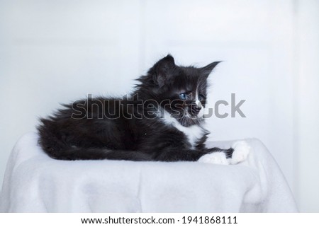 Cat maincoon kitten beautiful little black blue eyes black and whight young