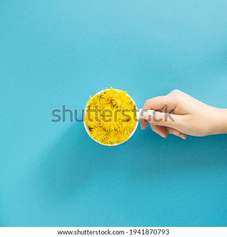cup of coffee full of sunny yellow spring dandelion with womans hand.flowery concept in a blue flat lay concept.minimalistic idea