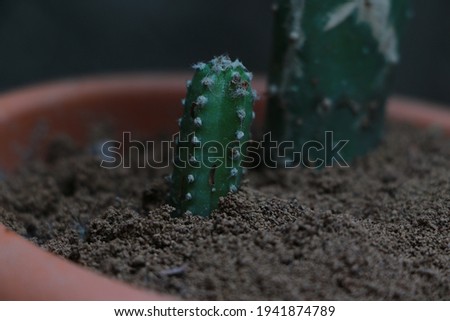Mini cactus plant growing closeup stock HD Macro photo