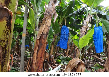 banana grove on the shores of Lake Kinneret in Israel