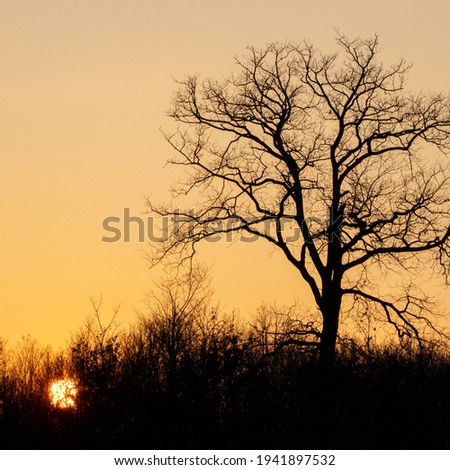 Bare oak in winter. Black silhouette of a tree on the orange sky at sunset. The sun disappears behind the small trees in the undergrowth. Cloudless sky. Wild forest in France. Square format photo