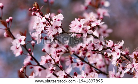 Detail of a branch of flowering prunus. Red-brown wood branches covered with small pink flowers against a background of blue sky. Beauty of nature in spring in France