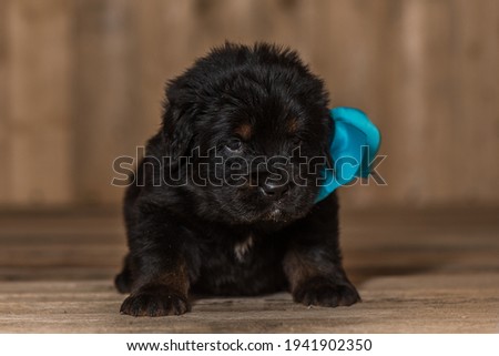 Tibetan Mastiff puppy with turquoise ribbon 