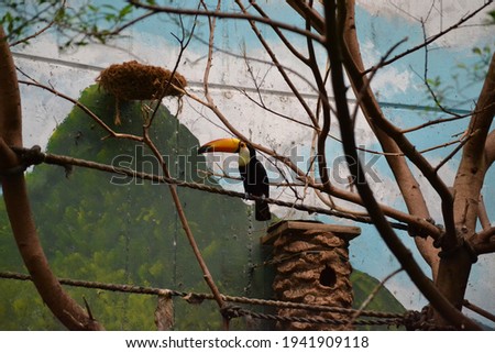 Portrait of a toucan perched in a rope in a zoo