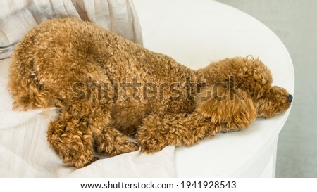 brown poodle taking a nap in a funny position in white background