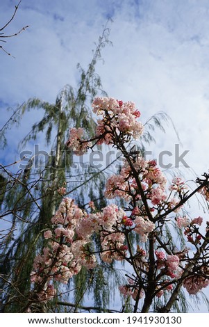 Branches of a tree blooming with pink flowers in March. Marzahn-Hellersdorf, Berlin, Germany
