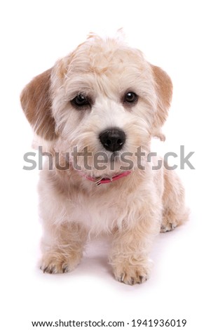 Dandie dinmont terrier puppy dog sitting in a studio isolated on a white background Royalty-Free Stock Photo #1941936019