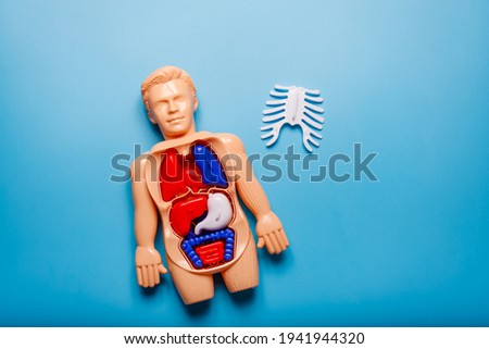 Human body Montessori toy on blue background. Concept of learning human anatomy with body system by using friendly materials for kids.