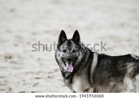 norwegian elkhound playing on the beach Royalty-Free Stock Photo #1941956068