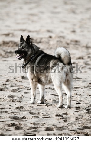 norwegian elkhound playing on the beach Royalty-Free Stock Photo #1941956077