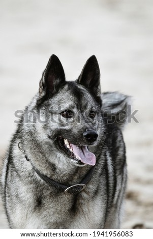 norwegian elkhound playing on the beach Royalty-Free Stock Photo #1941956083