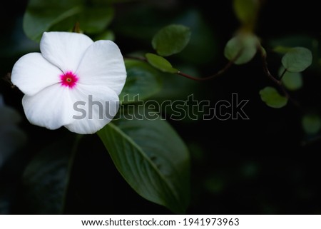 A single brilliant white vinca flower with a red center against a black background