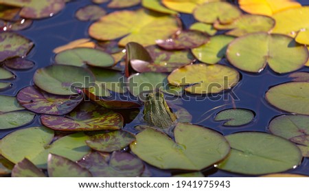 Bullfrog on lily pads in pond