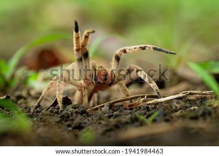 Brazilian wandering spider - Phoneutria boliviensis or depilata species of a medically important spider in family Ctenidae, found in Central and South America, dry and humid tropical forests. Royalty-Free Stock Photo #1941984463