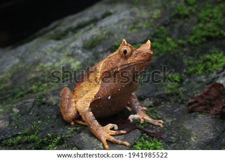 a clear picture of a megophrys aceras or perak horned frog from the right on a rock
