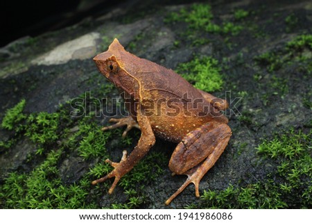 a clear picture of a megophrys aceras or perak horned frog from the right on a rock