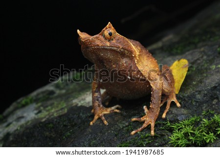 a clear picture of a megophrys aceras or perak horned frog from the front on a rock