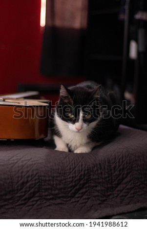 Cat in a bed with a guitar